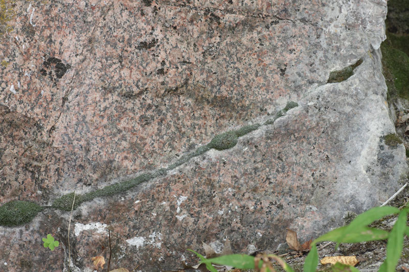 Saelania glaucescens